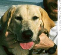 John Grogan's dog Marley