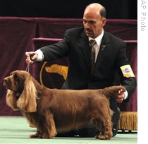 Stump was winner of Best in Show at the Westminster Kennel Club Dog Show in New York this year. The Sussex spaniel is show with his handler Scott Sommer.