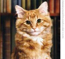 The cat Dewey Readmore Books