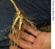 Ginseng root