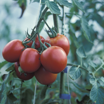 Tomatoes