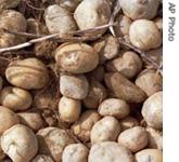 Potatoes