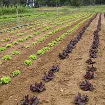 Growing lettuce