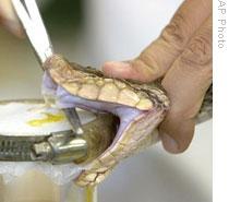 Laboratory workers in Costa Rica collect venom from a highly poisonous fer-de-lance snake. The venom is used to make a treatment for the snake's bite.