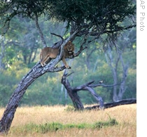 A male lion stands in a tree in the Masai Mara game reserve in Kenya.