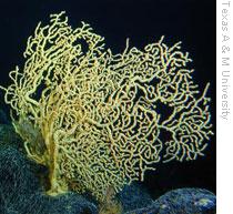 Hawaiian coral that is more than 4,200 years old