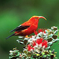 The I'iwi of Hawaii