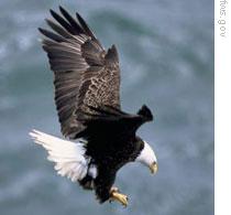 The American Bald Eagle