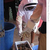 Wearing protective hoods and suits, the American students help gather honey from one broken beehive
