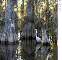 An egret in a cypress swamp