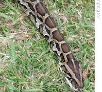 A Burmese python