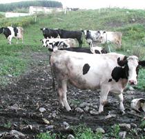 Cows