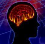 Brain