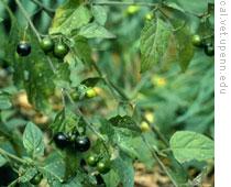 The belladonna plant