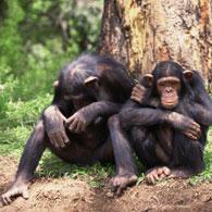 Chimpanzees