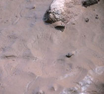 Clay