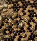 Bees