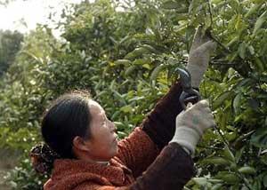 The&nbsp;weather&nbsp;appears&nbsp;to&nbsp;be&nbsp;improving&nbsp;in&nbsp;southern&nbsp;China,&nbsp;a&nbsp;region&nbsp;pounded&nbsp;by&nbsp;recent&nbsp;snow&nbsp;storms.(Xinhua&nbsp;photo)