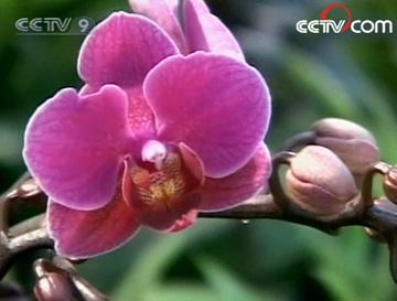 Orchids&nbsp;spring&nbsp;to&nbsp;mind&nbsp;when&nbsp;one&nbsp;thinks&nbsp;of&nbsp;Taiwan's&nbsp;natural&nbsp;beauty.&nbsp;The&nbsp;flower&nbsp;abounds&nbsp;here&nbsp;in&nbsp;great&nbsp;variety.(Photo:&nbsp;CCTV.com)