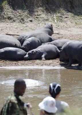 Visitors&nbsp;look&nbsp;at&nbsp;the&nbsp;hippos&nbsp;resting&nbsp;on&nbsp;the&nbsp;bank&nbsp;of&nbsp;the&nbsp;Mara&nbsp;River&nbsp;in&nbsp;the&nbsp;Masai&nbsp;Mara&nbsp;National&nbsp;Reserve&nbsp;of&nbsp;Kenya,&nbsp;July&nbsp;21,&nbsp;2008.&nbsp;The&nbsp;Mara&nbsp;River,&nbsp;winding&nbsp;across&nbsp;the&nbsp;reserve&nbsp;area,&nbsp;is&nbsp;hippos'&nbsp;paradise&nbsp;for&nbsp;its&nbsp;excellent&nbsp;natural&nbsp;environment&nbsp;protected&nbsp;by&nbsp;the&nbsp;Kenyan&nbsp;government.&nbsp;(Xinhua&nbsp;Photo)