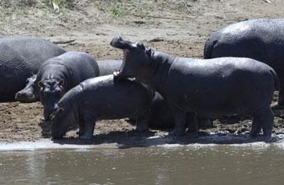 A&nbsp;group&nbsp;of&nbsp;hippos&nbsp;rest&nbsp;on&nbsp;the&nbsp;bank&nbsp;of&nbsp;the&nbsp;Mara&nbsp;River&nbsp;in&nbsp;the&nbsp;Masai&nbsp;Mara&nbsp;National&nbsp;Reserve&nbsp;of&nbsp;Kenya,&nbsp;July&nbsp;21,&nbsp;2008.&nbsp;The&nbsp;Mara&nbsp;River,&nbsp;winding&nbsp;across&nbsp;the&nbsp;reserve&nbsp;area,&nbsp;is&nbsp;hippos'&nbsp;paradise&nbsp;for&nbsp;its&nbsp;excellent&nbsp;natural&nbsp;environment&nbsp;protected&nbsp;by&nbsp;the&nbsp;Kenyan&nbsp;government.&nbsp;(Xinhua&nbsp;Photo)