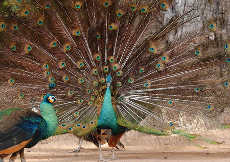 Jinghong: 'City of dawn' in Yunnan