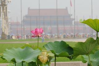 Photo&nbsp;taken&nbsp;on&nbsp;July&nbsp;7,&nbsp;2008&nbsp;shows&nbsp;a&nbsp;blossom&nbsp;red&nbsp;lotus&nbsp;at&nbsp;Tiananmen&nbsp;Square&nbsp;in&nbsp;Beijing,&nbsp;capital&nbsp;of&nbsp;China.&nbsp;The&nbsp;city&nbsp;of&nbsp;Beijing&nbsp;hails&nbsp;the&nbsp;one-month&nbsp;countdown&nbsp;to&nbsp;the&nbsp;Beijing&nbsp;Olympics.&nbsp;(Xinhua/Yang&nbsp;Fan)